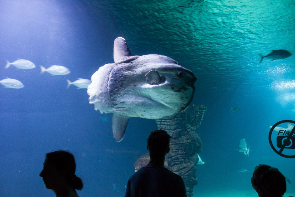 Valencia Aquarium