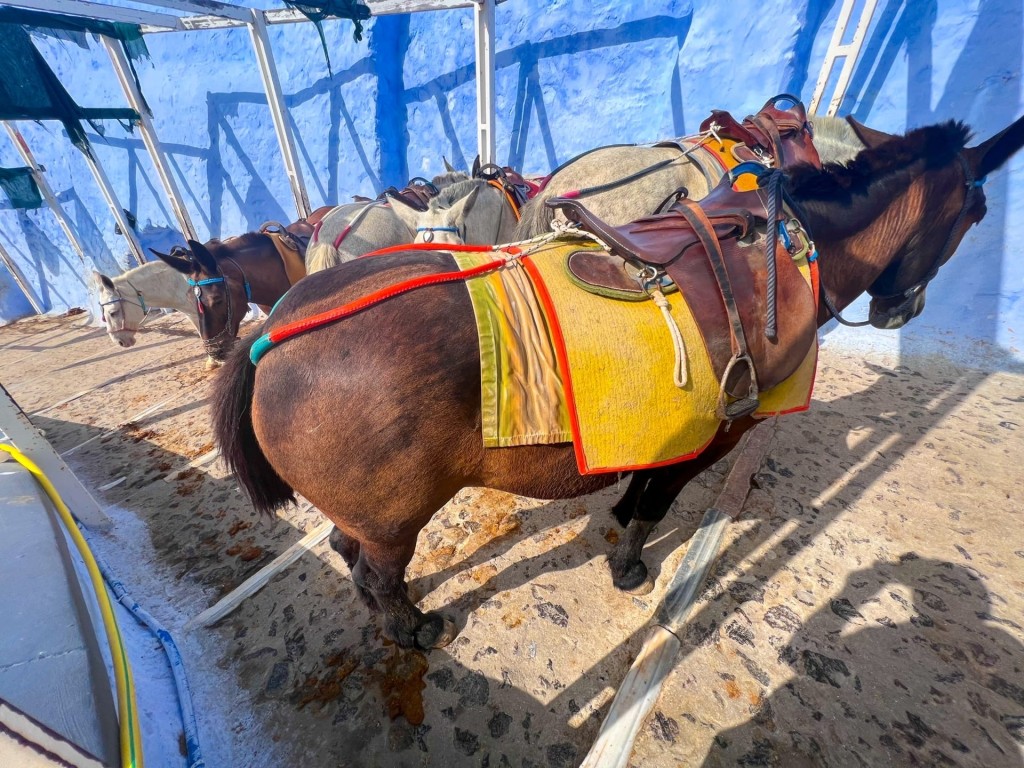 Donkeys and mules in Santorini cruise port